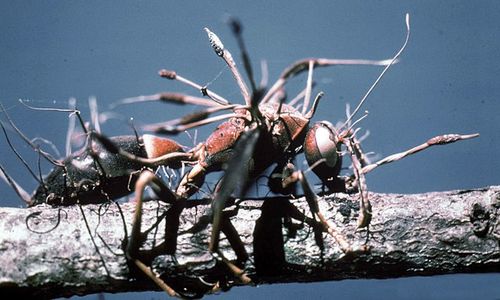 Jamur Parasit Cordyceps di The Last of Us, Si Pengubah Zombie yang Kaya Manfaat