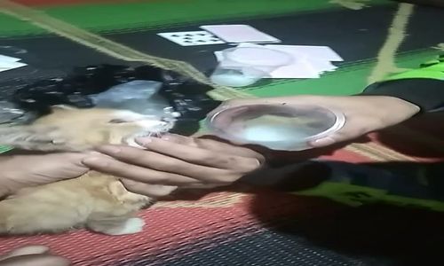 Cekoki Anak Kucing dengan Miras Viral di Medsos, Pemuda Ambarawa Diburu Polisi