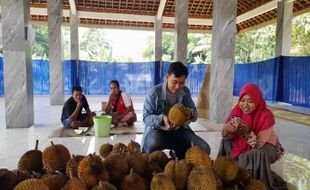 Stok Cepat Habis, Festival 1.000 Durian di Simo Boyolali Dipercepat Jadi 2 Hari