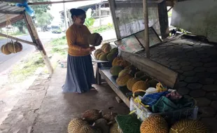 Rasa Legitnya Juara, Durian Brongkol Semarang Ini Sering Diburu Pembeli