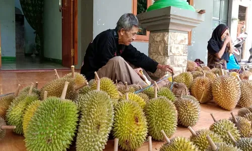 Musim Durian Sudah Tiba, Ini Durian Terenak di Indonesia