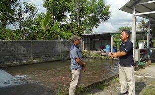 Pemanfaatan Program Elektrifikasi PLN untuk Budi Daya Ikan Nila di Sleman