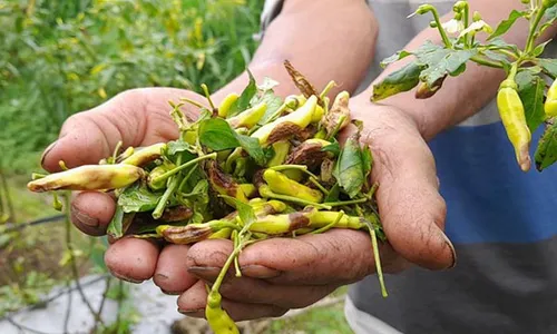 Diserang Hama Patek, Hasil Panen Petani Cabai di Boyolali Anjlok