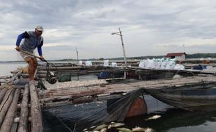 Terus Bertambah! Ikan Mati di WKO Boyolali Capai 175 Ton, Rugi Rp4,725 M