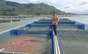 Kurangi Jumlah Ikan, Cara Petani Karamba WGM Wonogiri Hadapi Fenomena Upwelling