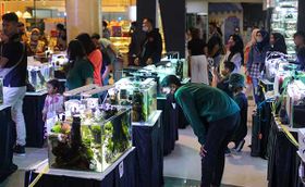 Keren! Puluhan Aquascapers Adu Kreativitas Ajang BATIQ 2023 di Solo