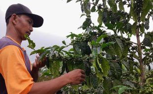 Cuaca Ekstrem Bikin Panen Kopi di Lereng Merapi Tamansari Boyolali Anjlok