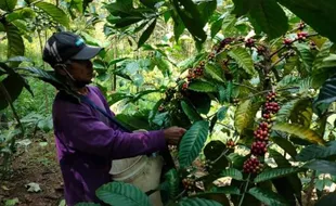 Wonogiri Jadi Penghasil Kopi sejak 1800-an, Awalnya dari Kebun di Bulukerto