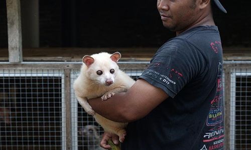 Potret Budi Daya Musang Pandan di Magelang, Harga Jual hingga Puluhan Juta