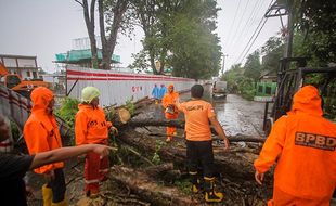 Hujan dan Angin Kencang di Solo, Pohon Tumbang Tutup Jl Kolonel Sugiyono