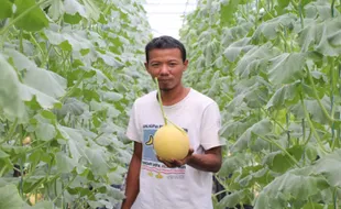 BUM Desa Bogem Klaten Panen Cuan Berkat Budi Daya Melon Sistem Green House