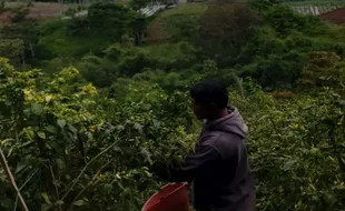 Cabai Dibeli Rp50.000/Kg, Petani Boyolali Semringah Balik Modal Sekali Panen