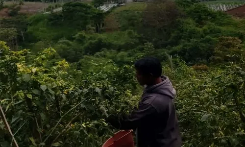 Cabai Dibeli Rp50.000/Kg, Petani Boyolali Semringah Balik Modal Sekali Panen