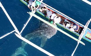 Asyiknya Wisata Melihat dari Dekat Hiu Paus di Pantai Botubarani Gorontalo