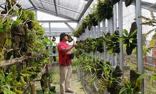 Cerita Warga Mriyan Boyolali Berupaya Selamatkan Anggrek Merapi dari Kepunahan