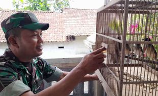 Kisah Sukses Babinsa di Boyolali Beternak Burung Murai, Omzetnya Rp6 Juta/Bulan