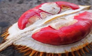 Deretan Durian Enak di Jawa Timur, Punya Cita Rasa Khas & Warna yang Menggoda