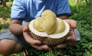 Durian Yu Yem, Varietas Andalan Mijen Semarang yang Terkenal Creamy