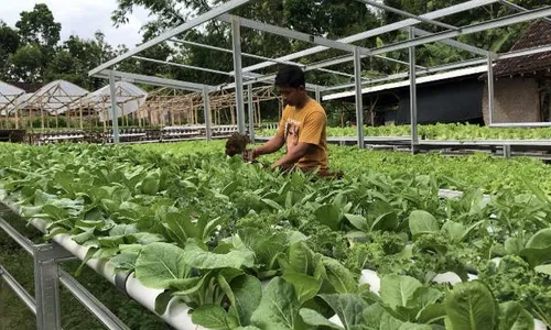 Inspiratif, Pemuda Sragen Ini Bertani Hidroponik Beromzet Rp10 Juta per Bulan