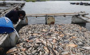 60 Ton Ikan di Waduk Kedung Ombo Boyolali Mati, Kerugian Ditaksir Rp1,6 Miliar