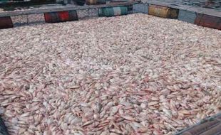 Upwelling di WKO Bikin 70 Ton Ikan Milik Petani Sragen Mati Mendadak