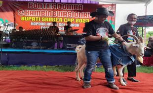 200-an Ekor Domba dan Kambing Ikuti Kontes Terbesar di Soloraya