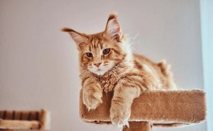 Orang Vietnam Rayakan Tahun Kucing, Bukan Tahun Kelinci Air