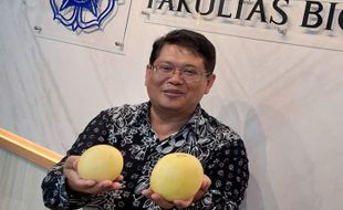 Dosen UGM Ciptakan Melon Seukuran Apel, Namanya Hikapel