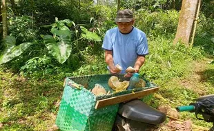 Curhat Petani Durian di Semarang kala Musim Panen Dibarengi Curah Hujan Tinggi