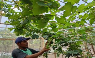 Petani Milenial dari Kedawung Sragen, Dorong Pemuda Kembangkan Smart Farming