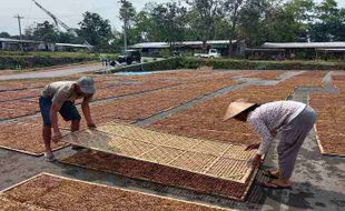 Dilema Petani Tembakau Boyolali: Cukai Naik, Harga Jual Ditekan Murah