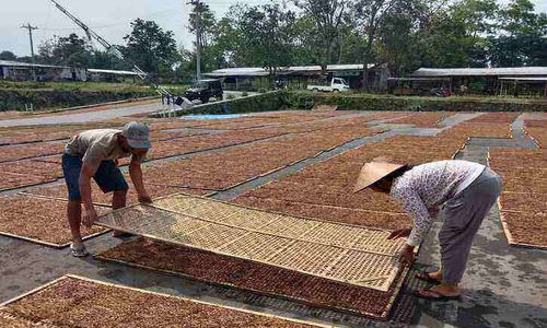 Dilema Petani Tembakau Boyolali: Cukai Naik, Harga Jual Ditekan Murah