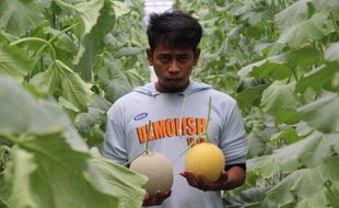 Pulang Merantau dari Jakarta, Pemuda Bogem Klaten Ini Sukses Jadi Petani Melon