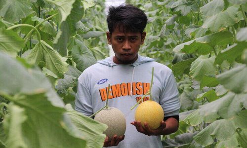 10 Berita Terpopuler: Pemuda Klaten Sukses Jadi Petani Melon-Polisi Jual Istri