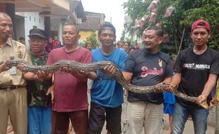 Hendak Memangsa Ayam di Palur, Piton Sepanjang Tiga Meter Ditangkap