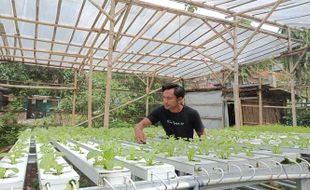 Prospek Menjanjikan, Masyarakat Solo Diajak Kembangkan Urban Farming