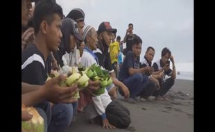 Inilah Gebyag Cah Angon Desa Entak Kebumen, Tradisi Kirab Lembu ke Segara Kidul