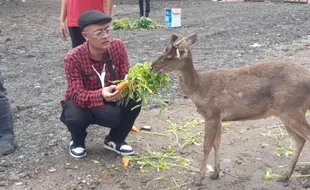 Rusa di Sriwedari Solo Disebut Sehat, Tapi Pengelolaan Dinilai Tak Jelas