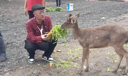 Rusa di Sriwedari Solo Disebut Sehat, Tapi Pengelolaan Dinilai Tak Jelas