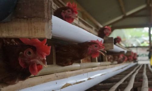 Tantangan Usaha Ternak Ayam Makin Besar, Harga Pakan Jadi Masalah Utama