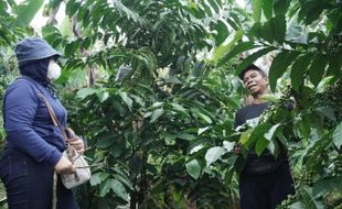 Ketika Kebun Kopi di Batang Disulap Jadi Wisata Edukasi bagi Wisatawan