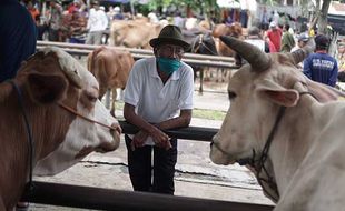 Dampak Penyakit LSD, Penjualan Sapi di Pasar Bekonang Sukoharjo Turun 50%