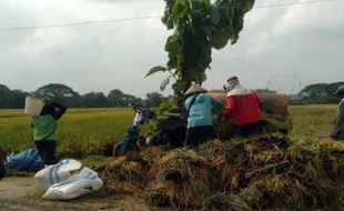 Mengharapkan Bupati Sragen ke Depan Lebih Memikirkan Pertanian