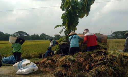 Mengharapkan Bupati Sragen ke Depan Lebih Memikirkan Pertanian