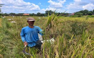 Hore! Petani Glagahwangi Klaten Panen Perdana Padi Rajelele Srinuk Organik