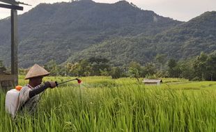 10 Kecamatan dengan Jumlah Petani Terbanyak di Wonogiri, Selogiri Tidak Masuk