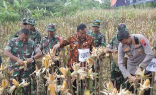 Manfaatkan Area Lahan Tidur, Kodim Pemalang Panen Jagung