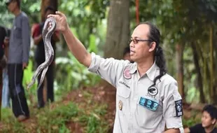 Innalillahi, Pawang Ular Aji Rachmat Meninggal Digigit King Cobra