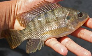 Top! Peternak Ikan di Magelang Ini Suskes Budi Daya Nila dengan Sistem Bioflok