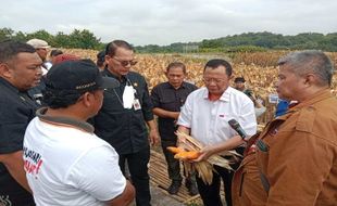 Komisi IV DPR Sebut Panen Jagung di Gondangrejo Karanganyar Tak Maksimal